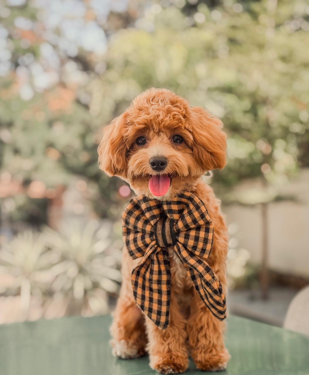 Hope's Closet Iced americano sailor bow black and beige checkered 