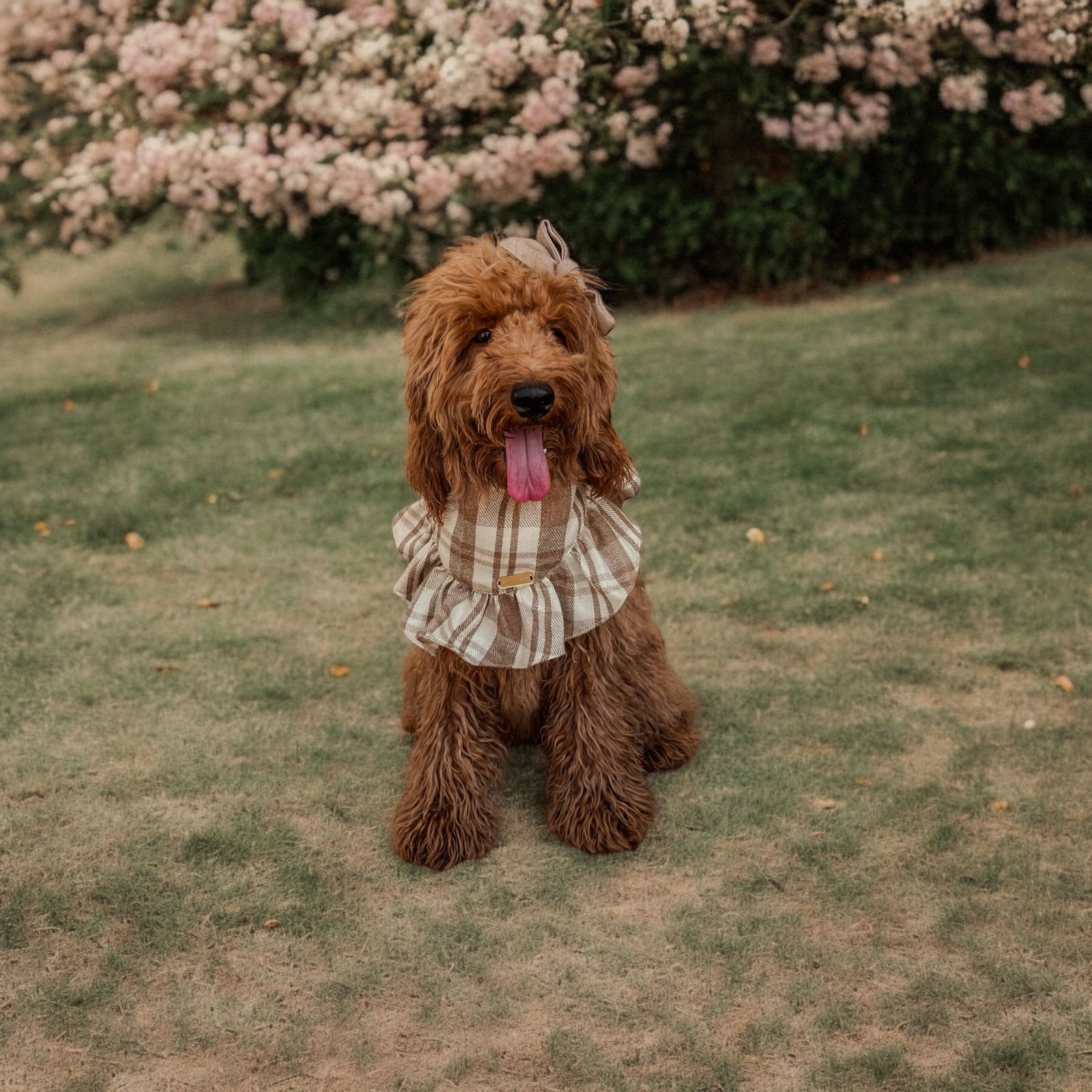 Hot Chocolate Bandana