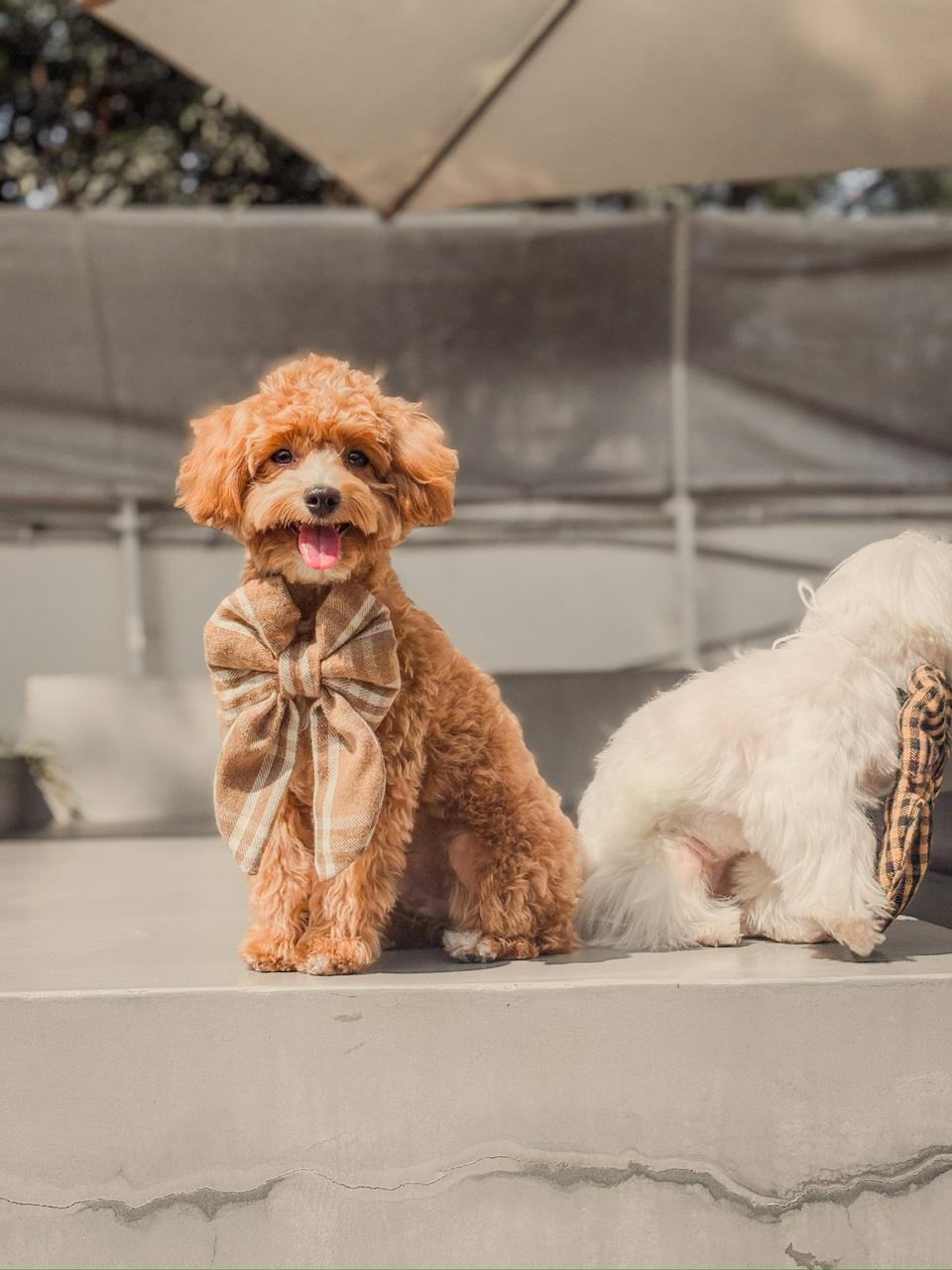 Caramel Macchiato Sailor bow