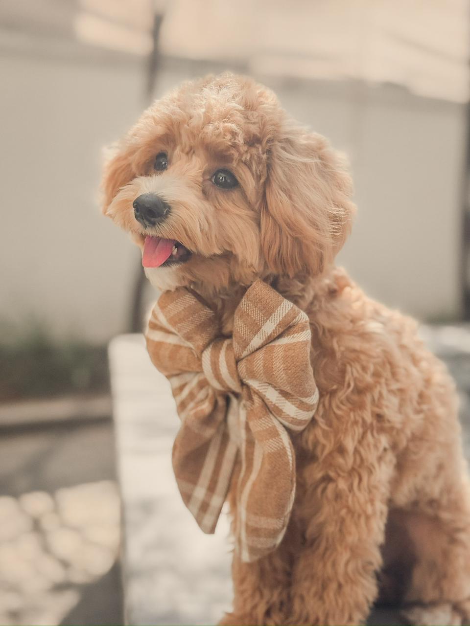 Caramel Macchiato Sailor bow