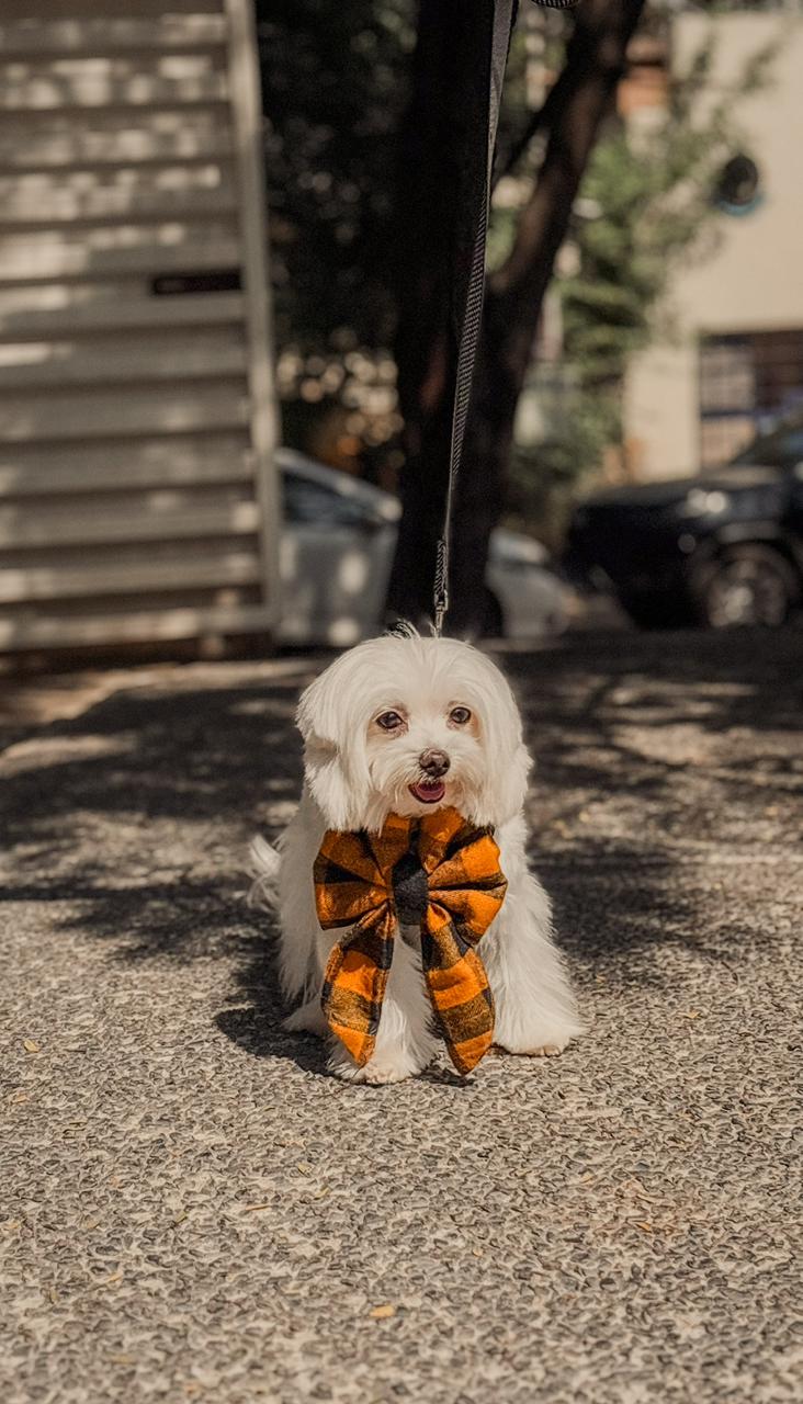 Pumpkin Spice Latte Sailor bow