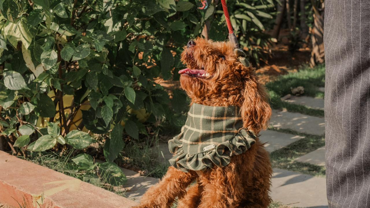 Iced Matcha Latte Bandana