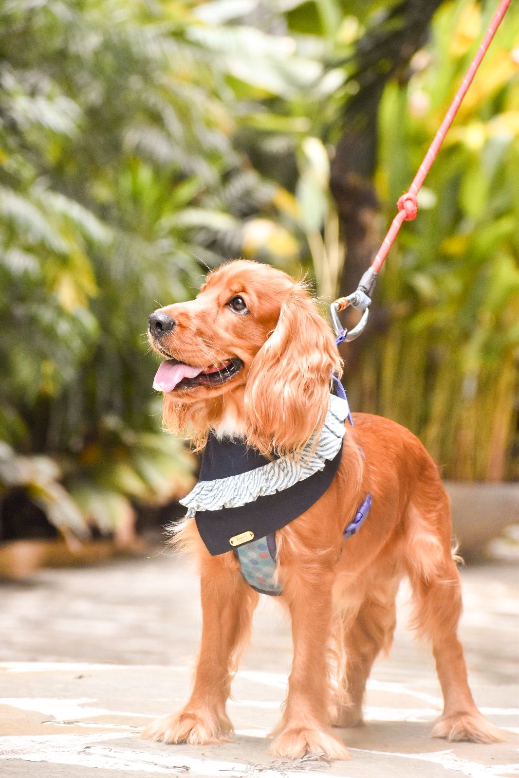 The Boardwalk Captain Bandana