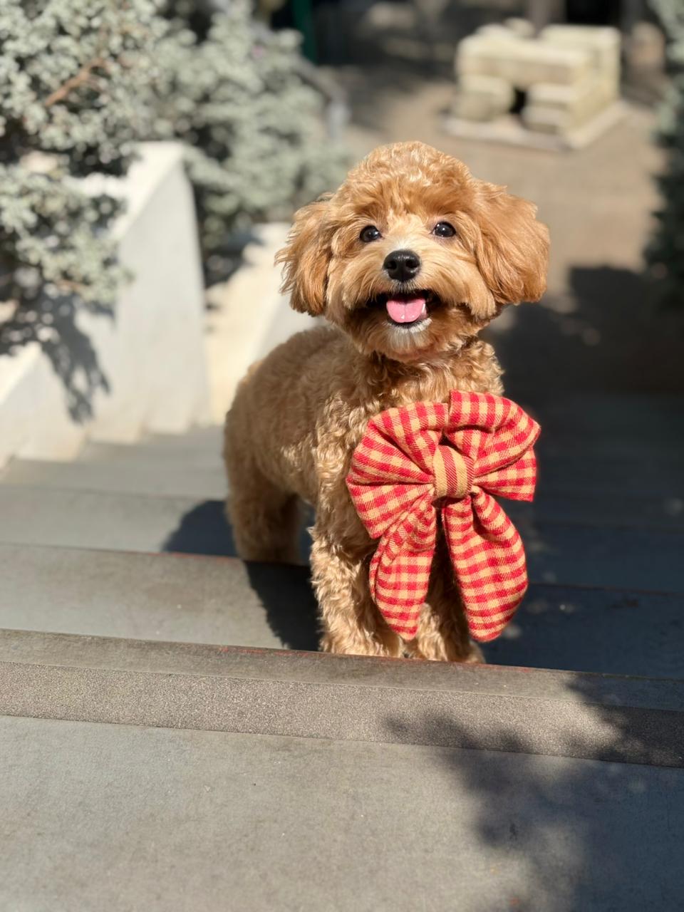 Cranberry Biscotti Sailor Bow