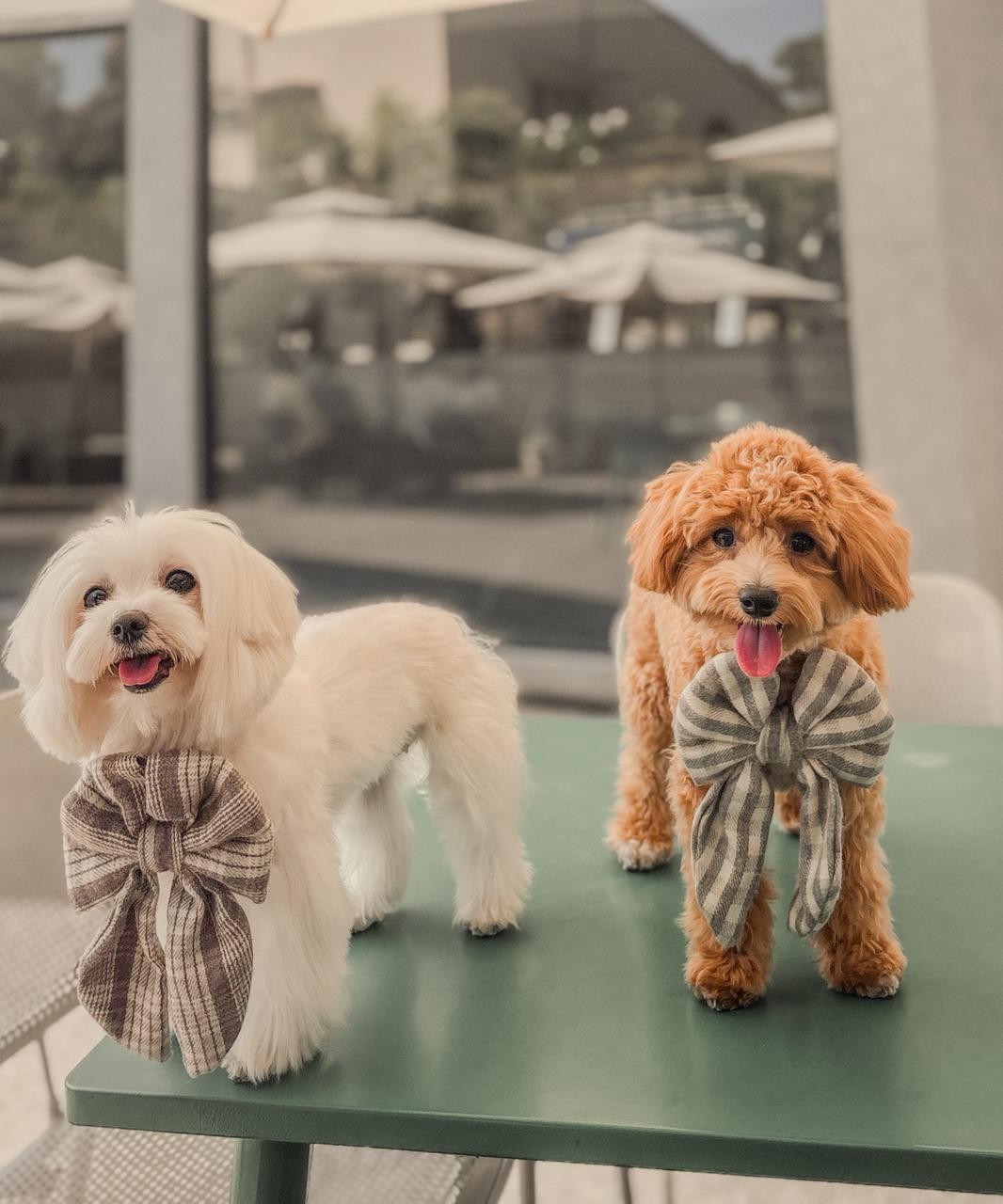 Iced Vanilla Cloud Sailor bow